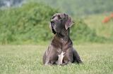 DOGUE ALLEMAND 430